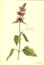 Wald - Ziest (Stachys silvaticus). Kunstdruck nach Aquarell von Elsa M. Felsko.