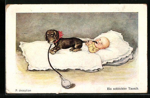 Dachshund drinks the milk - ak,