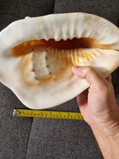 Muschel - Schnecke - XXL - Groß - 22 cm - 1,1 kg