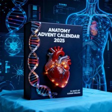 Anatomie Adventskalender 24 Tage menschliche Organ Ornamente Weihnachtsgeschenke