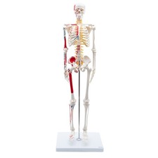 Mini Skelett Anatomie Modell