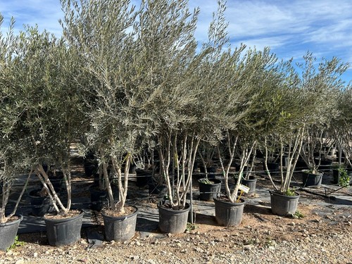 Olivenbaum olea europea - europea, in