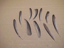 15 Mini  Vogelfedern 8 cm  lang, Basteln,  Floristik