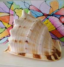 Muschel Cassis Cornuta.