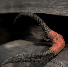 Kuriositätenkabinett - Impala