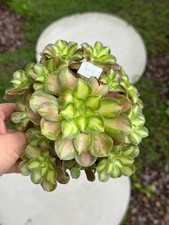 547.Aeonium Prime Time Shaohua 29€