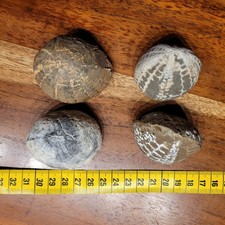 4 versteinerte Seeigel