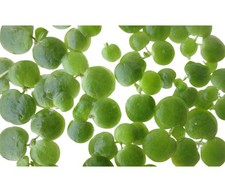 Froschbiss Limnobium spongia -