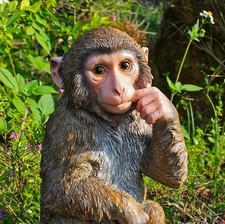 Affe Realistisch –