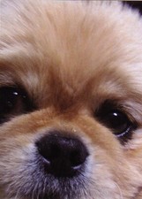 Pomeranian Spitz     Postkarte     *   Postcard