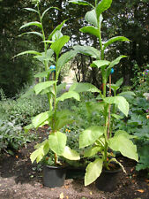 TABAK BURLEY 150 Samen Saatgut robust und bestens geeignet für kältere Regionen