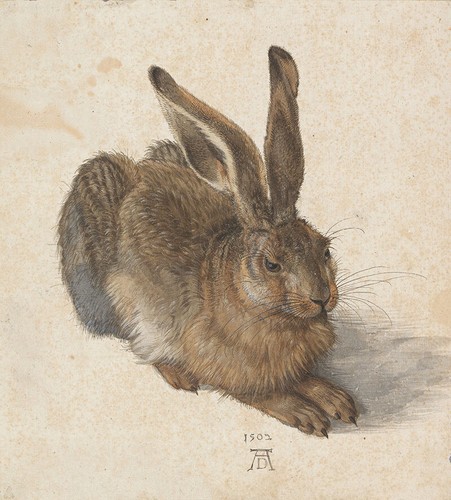 Der feldhase albrecht dürer - feldhase,