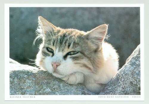Postkarte katze kleiner - ak, "kleiner