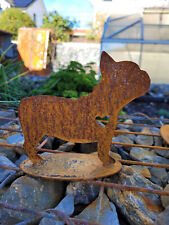 Mini franz. Bulldogge Frenchie