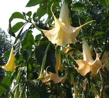 SAMEN Kübelpflanze GELBE ENGELSTROMPETE sehr schöne große gelbe Blütenkelche