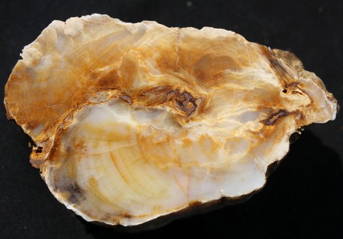 Versteinertes holz aus - versteinertes,