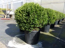 PREMIUM Ilex crenata Stokes Kugel rund Ø 40 - 45 cm Buchsbaum Ersatz winterhart