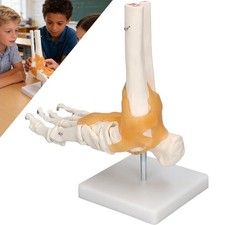 Fußskelett Fuß Anatomie