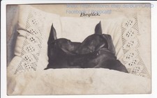 FOTOKARTE , DACKEL , TECKEL , DACHSHUND , " EHEGLÜCK " , ca1910