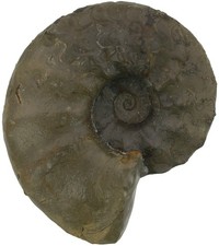 Trias  Ceratites praenodosus