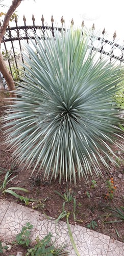 Palmlilie yucca rostrata - palmlilie,