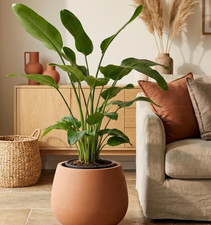 Strelitzia nicolai 170cm - nicolai,
