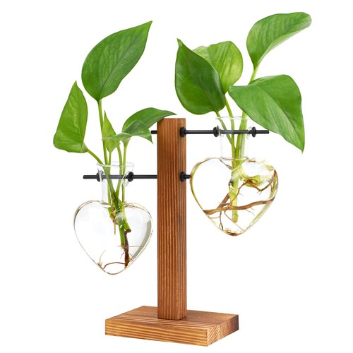 Pflanzen terrarium herz glas - pflanzen,