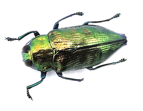 Buprestidae haplotrinchus - buprestidae,,