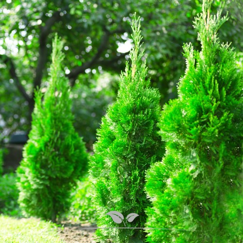 Lebensbaum thuja smaragd - thuja,