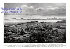 Rentierherde in Norwegen XL Deutscher Druck 1925 von W. Arnold Gefährdetentier 