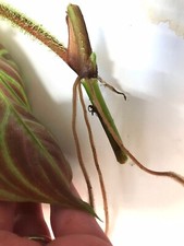 Philodendron Verrucosum One