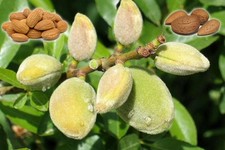 Mandelbaum - Makako - Mandel