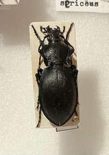 Entomology: 2 Stk. Carabus presli