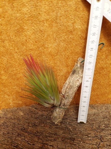 Tillandsia ionantha - ,
