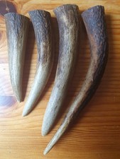 Geweihspitzen Abwurfstangen  Hirschgeweih Hirschhorn Mittelalter Basteln Horn