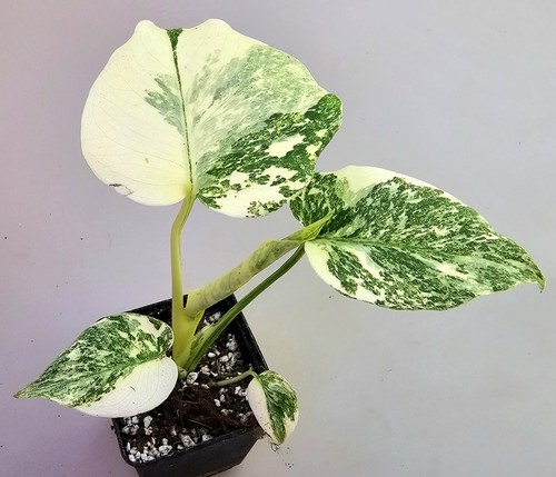 Monstera thai constellation - monstera,