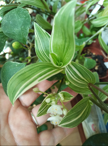 Tradescantia fluminensis - tradescantia,