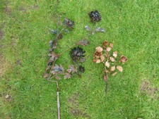 Garten Dekoration, Eisen, Metall Blumen Beet Stecker alt + gebraucht