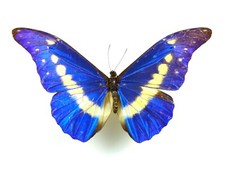Morpho rhetenor ssp. helena