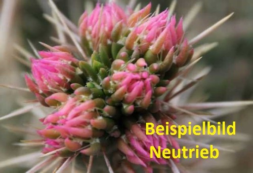 Cylindropuntia imbricata pinky - imbricata,