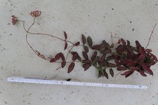 Wachsblume Hoya Rosita 1 8.8.