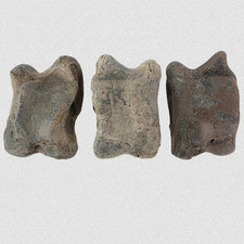 3 STK Fossil Rollbein