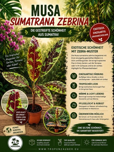 Musa acuminata sumatrana - musa,