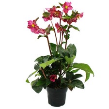 Christrose - Schneerose Helleborus "Ice n Roses" mit vielen Knospen im 15cm Topf