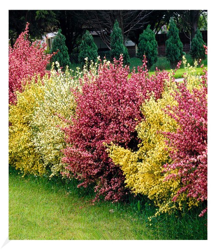 Ginster hecke tricolor 3 - ginster-hecke, "tricolor",3