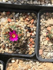 Strombocactus pulcherrimus Adjentas rar Echinocactus Ariocarpus Copiapoa