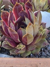 Sempervivium Dachwurz OLI's