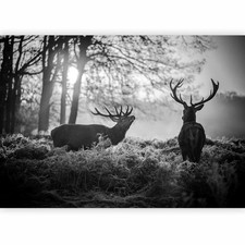 HIRSCH NATUR LANDSCHAFT GRAU