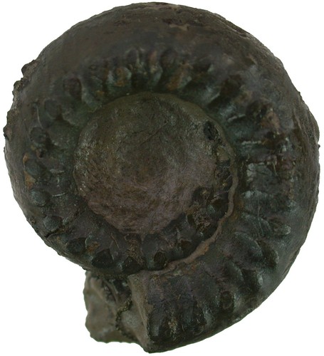 Lias coeloceras pettos sehr - ,