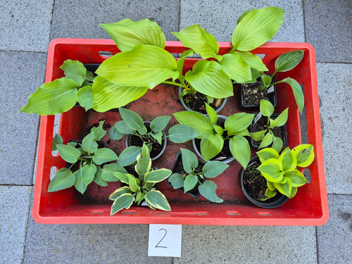 Hosta konvolut 10 - hosta-konvolut, 2